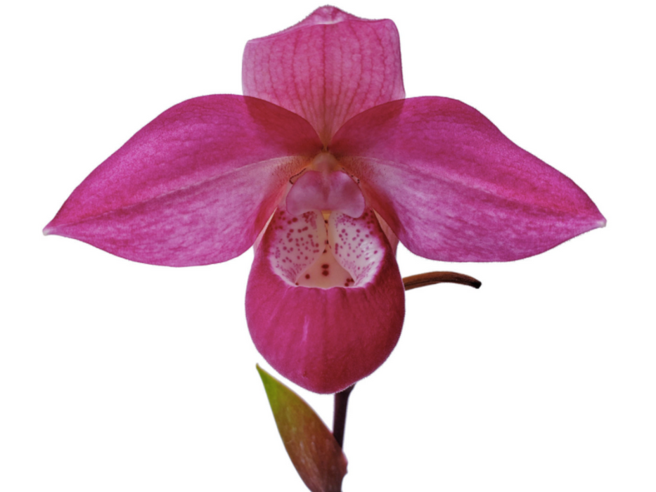 Phragmipedium Ecuagenera Dream