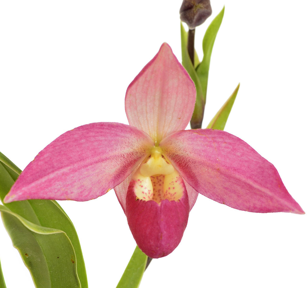 Phragmipedium — Ecuagenera USA Corp