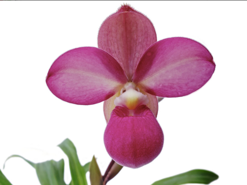 Phragmipedium Eumelia Arias