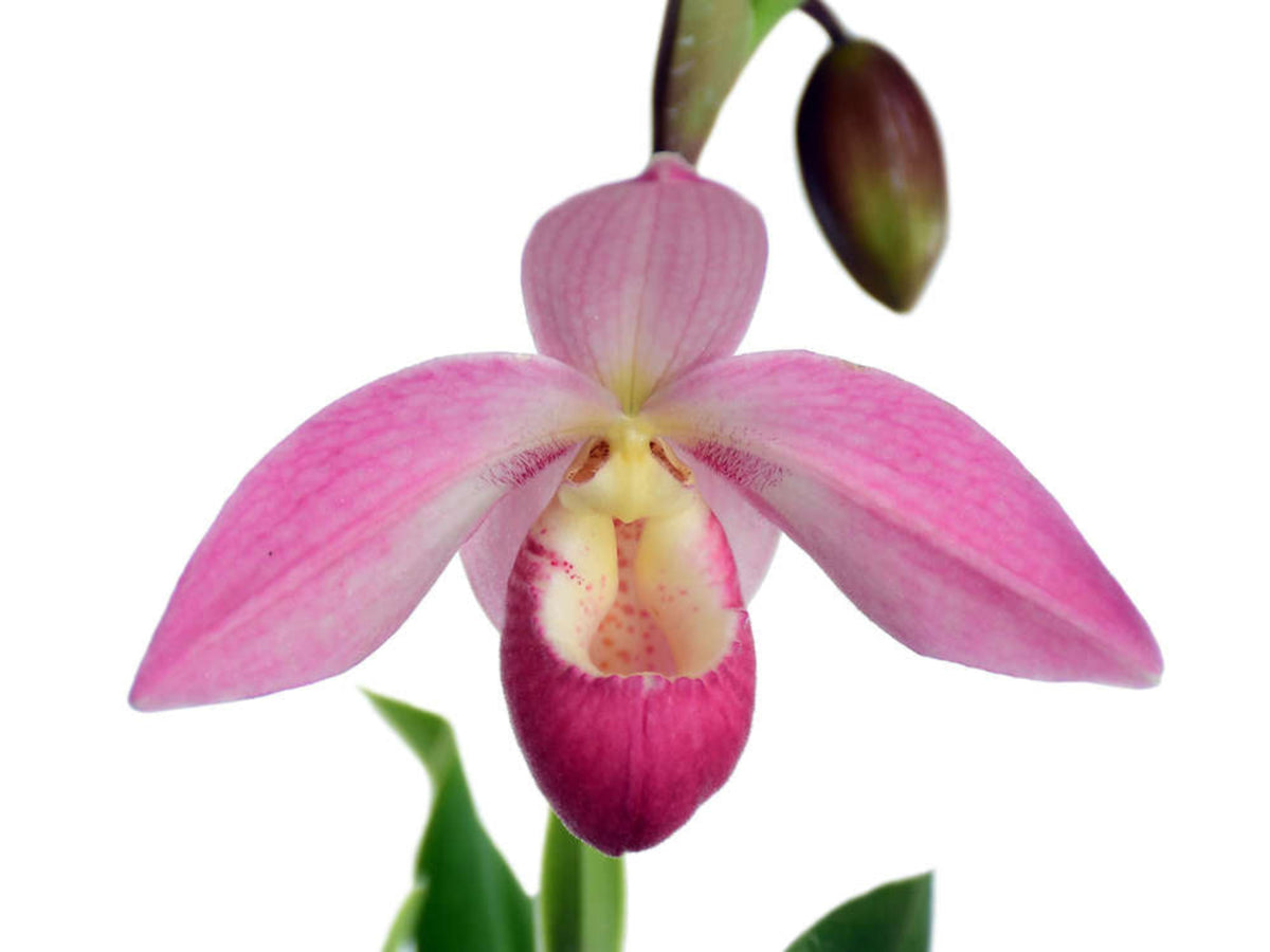 Phragmipedium_Grouville_1200x9