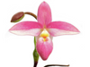 Phragmipedium Hanne Popow