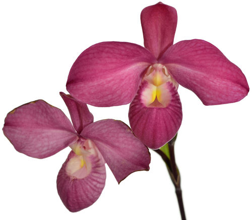 anthurium ivan portilla Phragmipedium Ivan Portilla — Ecuagenera USA Corp