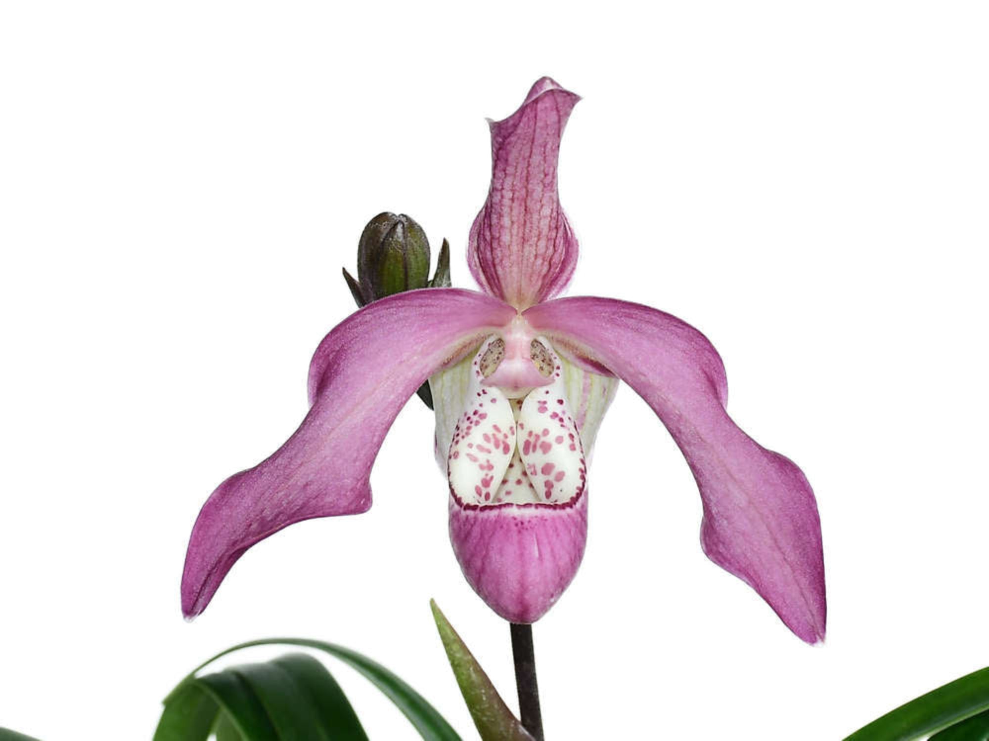 Phragmipedium Peter Croezen — Ecuagenera USA Corp