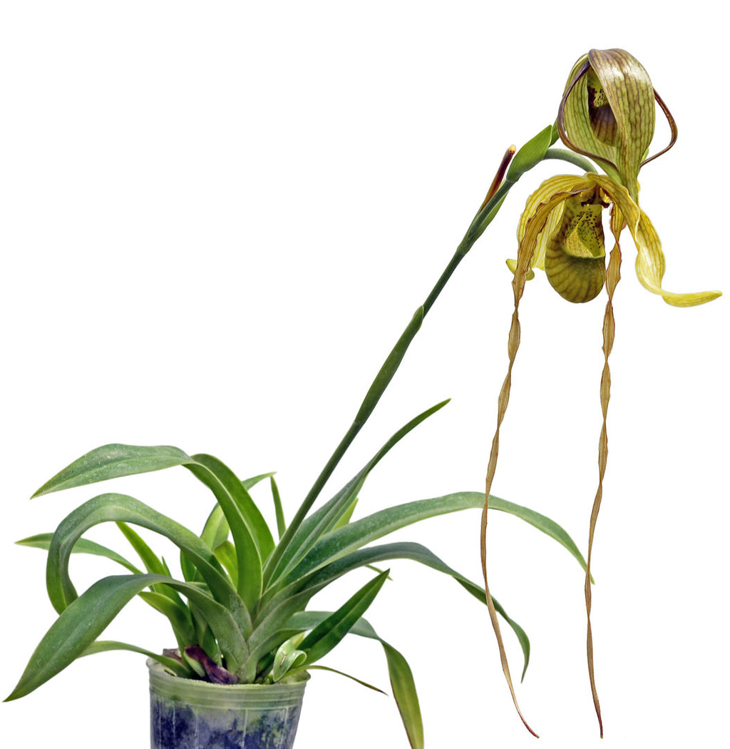 Phragmipedium — Ecuagenera USA Corp