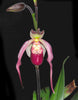Phragmipedium Schroderae
