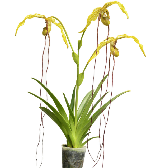 Phragmipedium caudatum