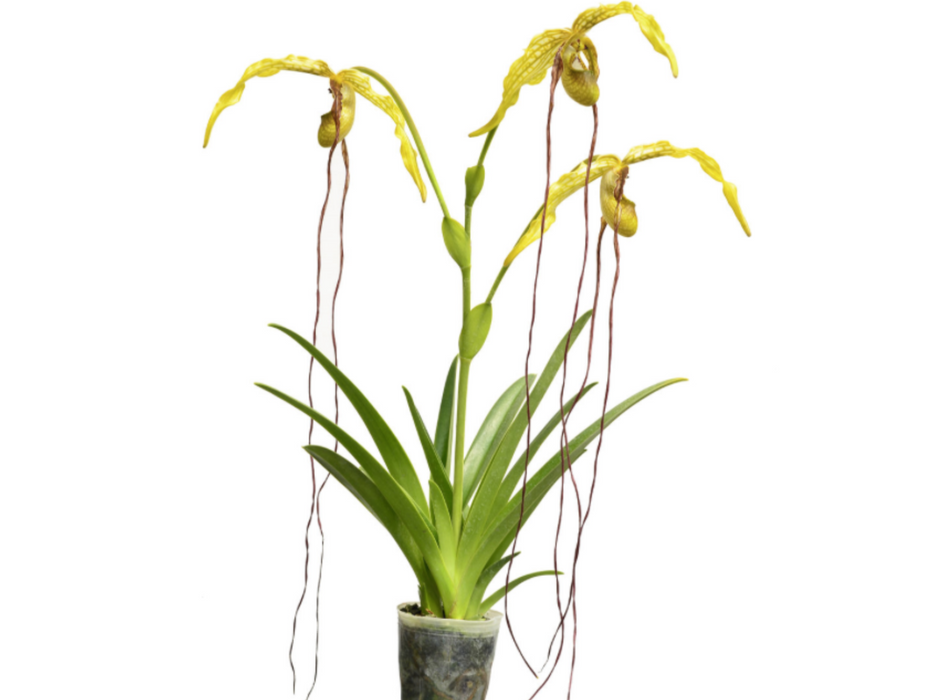 Phragmipedium caudatum
