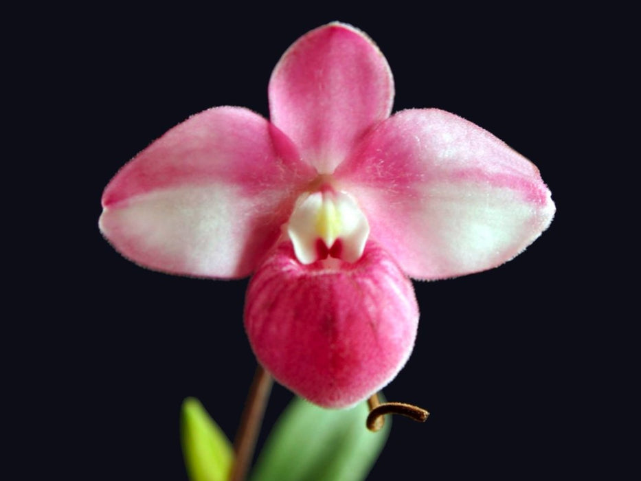 Phragmipedium fischeri