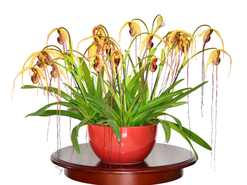 Phragmipedium humboldtii 'Fortuna'