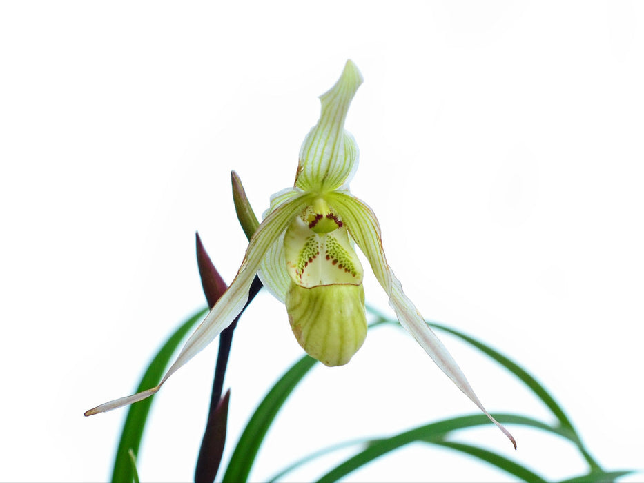 Phragmipedium pearcei