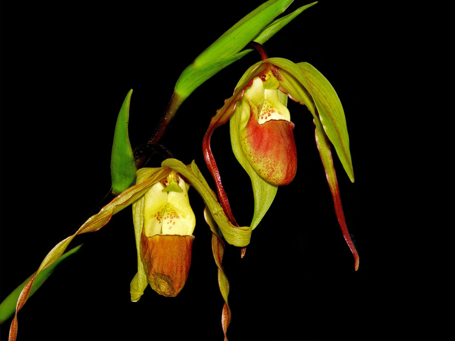 Phragmipedium x roethianum