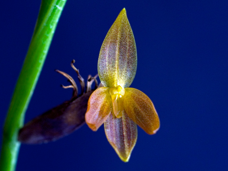 Pleurothallis sandemanii