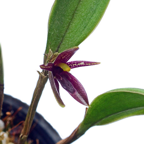 Echinosepala shuarii