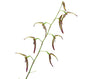 Pleurothallis stricta
