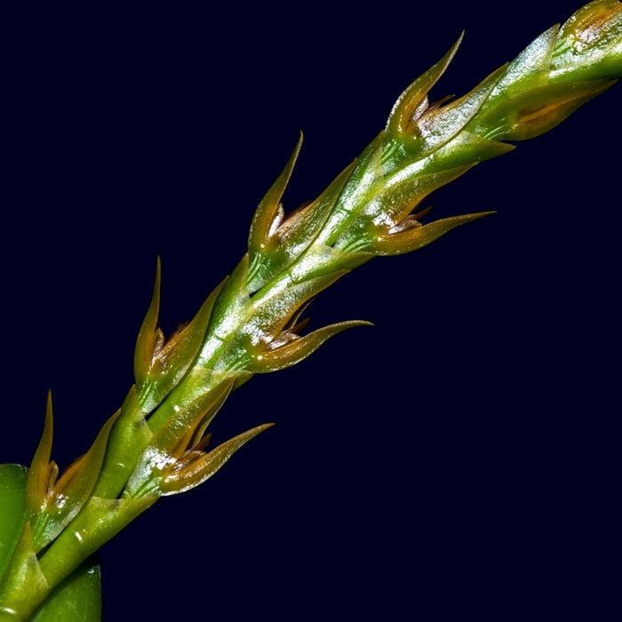 Pleurothallis tricarinata