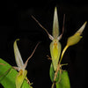 Pleurothallis saueri