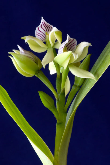 Prosthechea chacaoensis