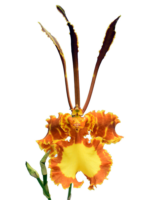 Psychopsis Mariposa