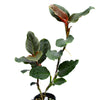 Rhodospatha Red