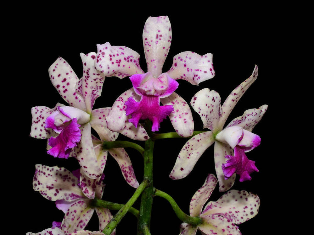 Cattleya — Ecuagenera USA Corp