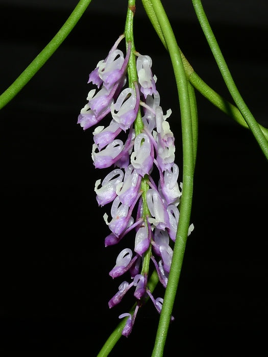 Schoenorchis juncifolia purple x pink