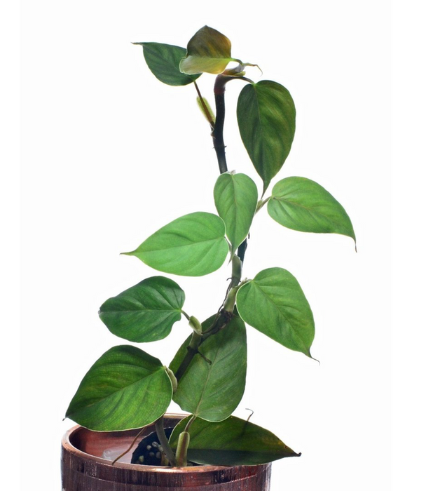 Philodendron werneri 'rotonda'