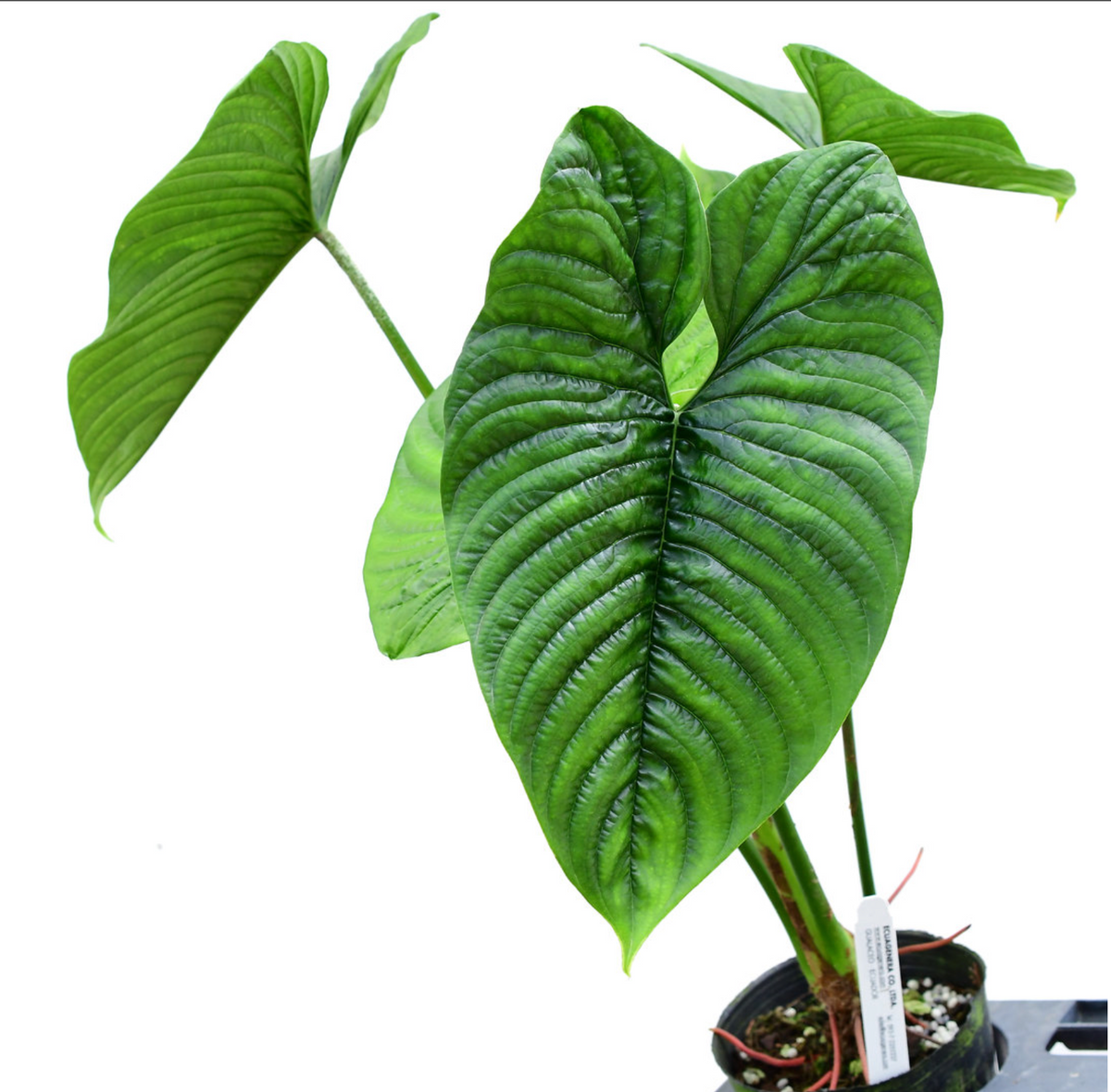 mexicanum Philodendron furcatum　フィロデンドロン　ファルカツム Philodendron フィロデンドロン 成長すると 🔋 メキシカヌム その他観葉植物