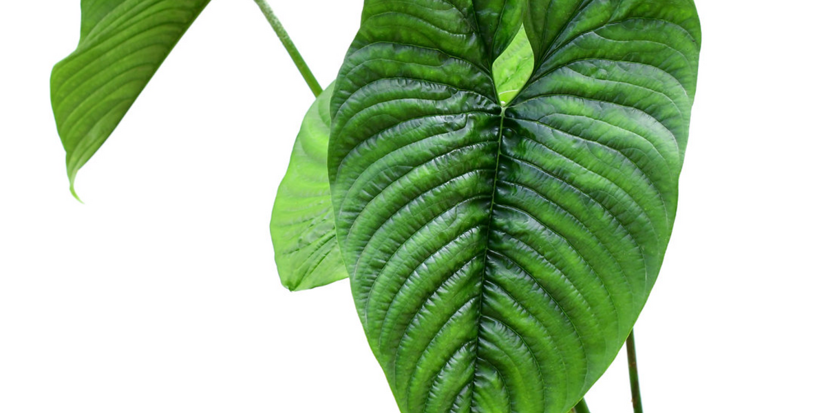 philodendron katzen Philodendron furcatum — Ecuagenera USA Corp