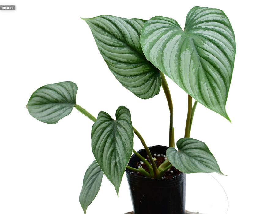 philodendron plowmanii silver Philodendron mamei Silver
