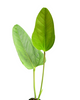 Anthurium weberbaueri