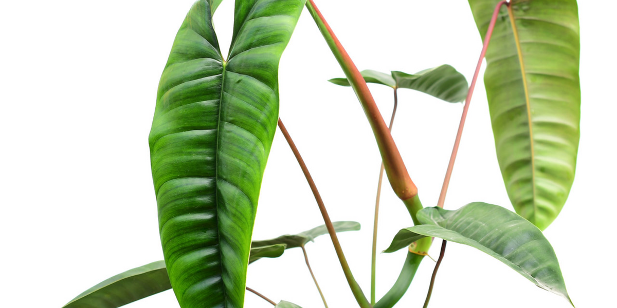 philodendron felix care Philodendron Felix — Ecuagenera USA Corp