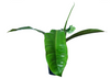 Philodendron longilaminatum aff
