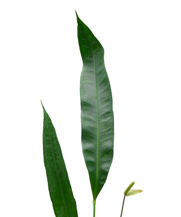 Anthurium fornicifolium
