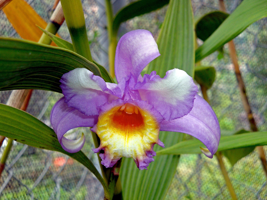 Sobralia violacea