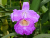 Sobralia Guatemala