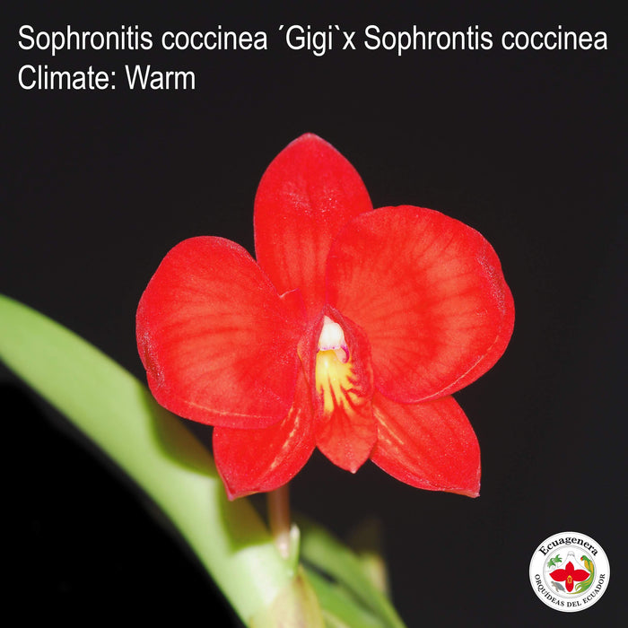 Sophronitis coccinea ´Gigi`x Sophrontis coccinea