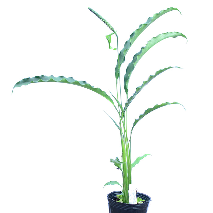 Spathiphyllum sp green