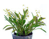 Specklinia grobyi