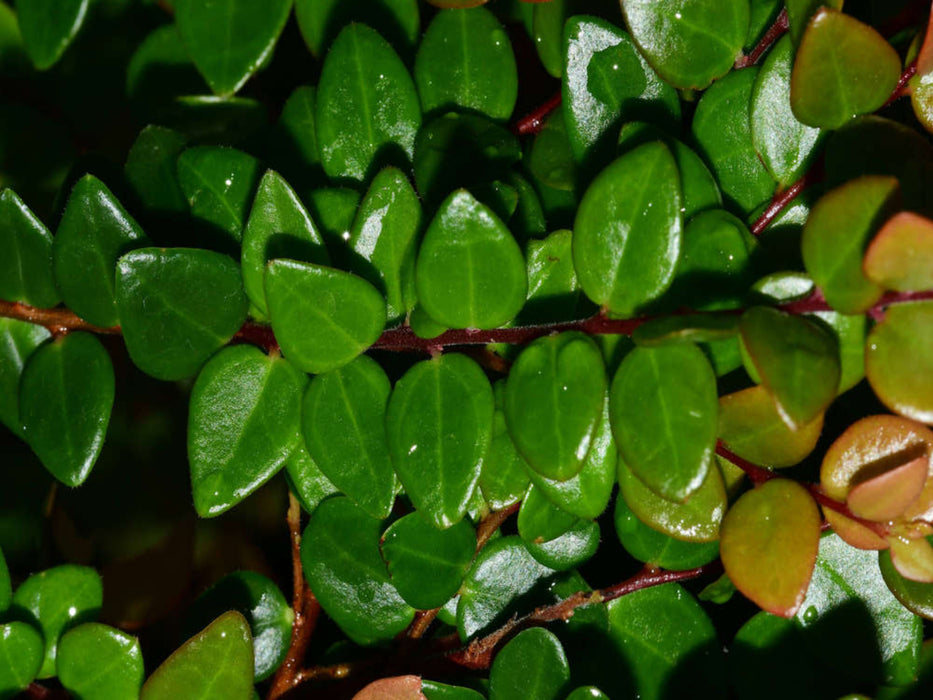 Sphyrospermum buxifolium