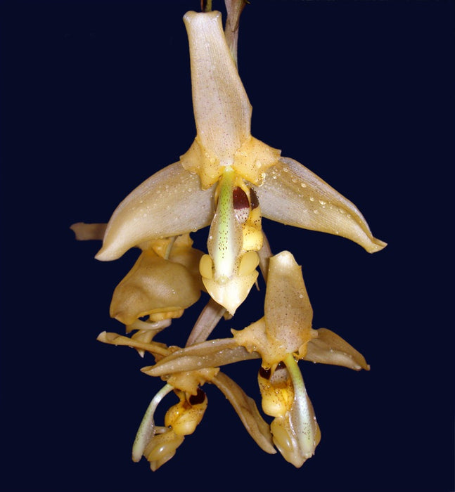 Stanhopea gibbosa