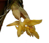 Stanhopea annulata