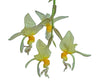 Stanhopea embreei