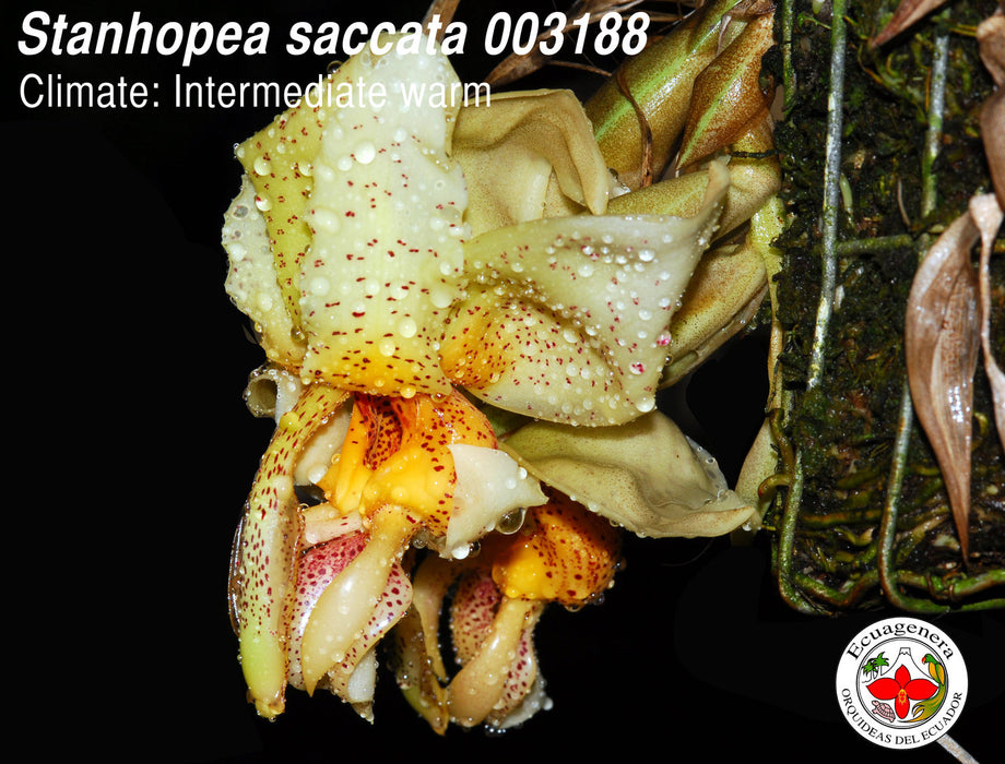 Stanhopea saccata - 003188