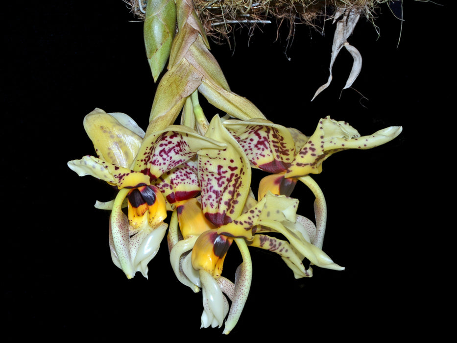 Stanhopea tigrina