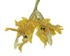 Stanhopea wardii