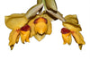 Stanhopea connata