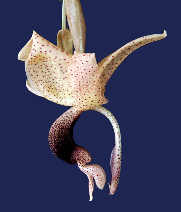 Stanhopea platyceras
