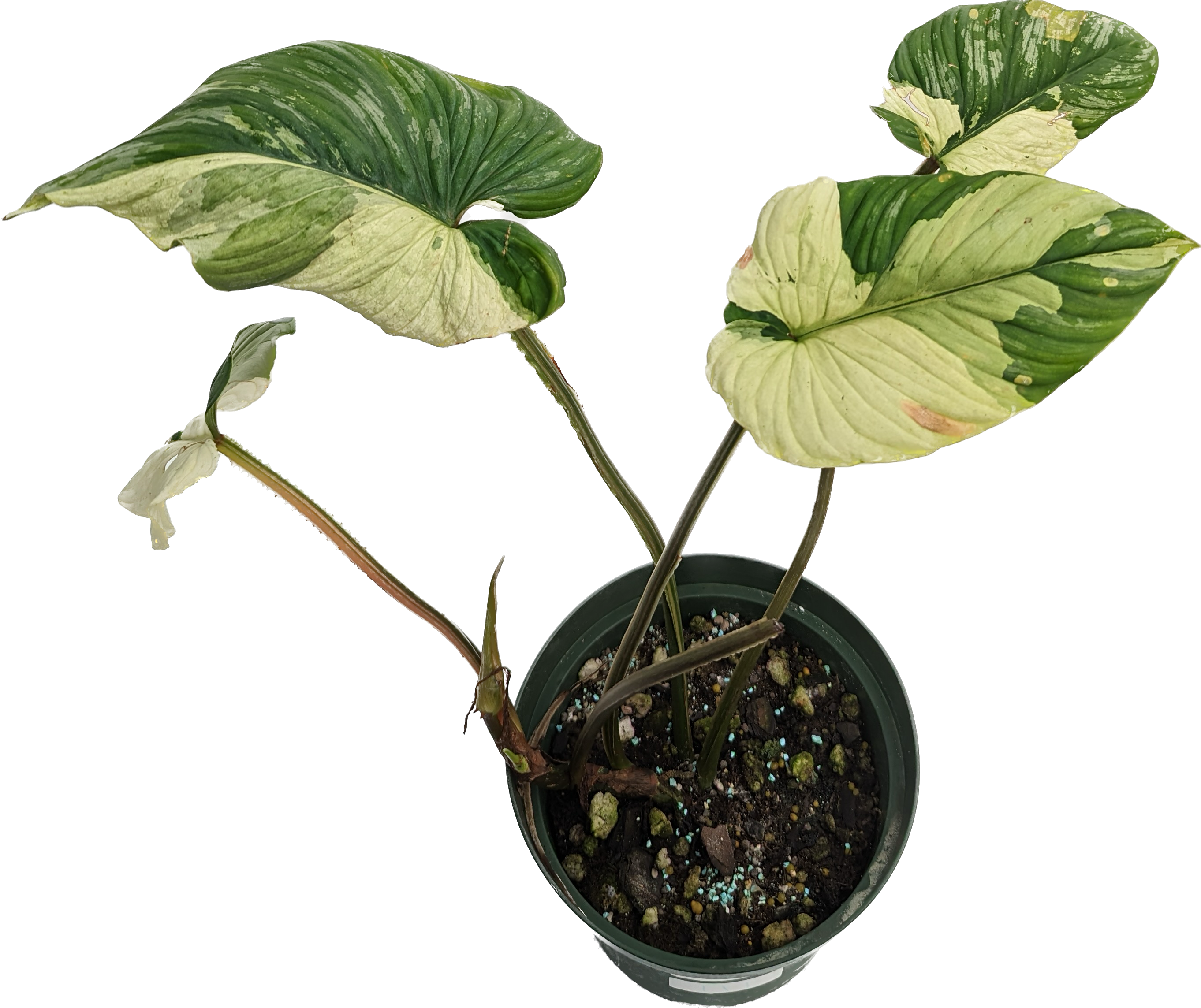 philodendron mamei variegated Philodendron Mamei Albo Variegated (wk21-H)
