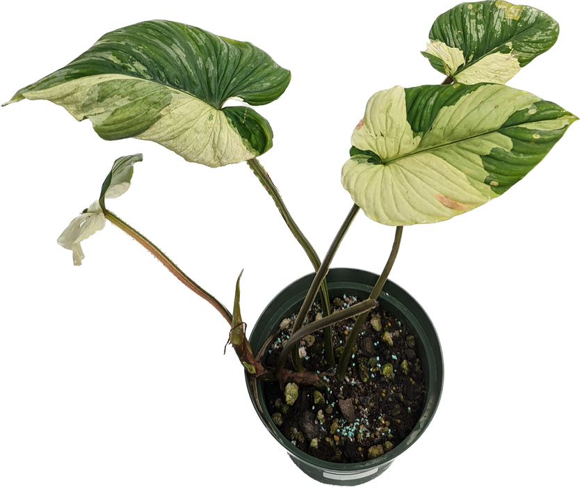 philodendron imbe variegatum Philodendron Mamei Albo Variegated (wk21-H)