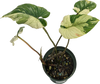 Philodendron mamei variegado